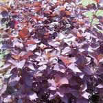 Medicinal Plants Manufacturer Supplier Wholesale Exporter Importer Buyer Trader Retailer in Kolkata Bangol India